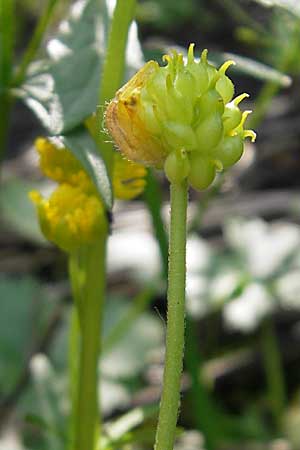 Ranunculus opimus / Portly Goldilocks, D Günzburg 8.5.2010