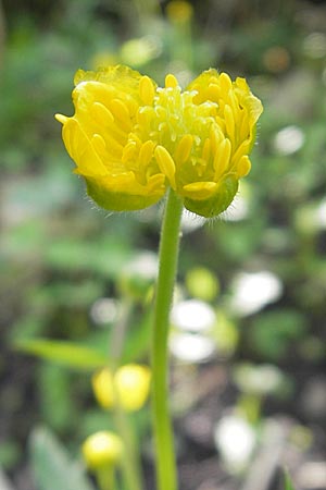 Ranunculus opimus \ Stattlicher Gold-Hahnenfu, Feister Gold-Hahnenfu / Portly Goldilocks, D Günzburg 8.5.2010