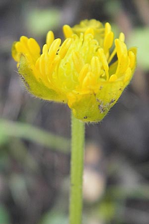 Ranunculus opimus \ Stattlicher Gold-Hahnenfu, Feister Gold-Hahnenfu / Portly Goldilocks, D Günzburg 8.5.2010