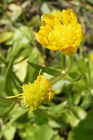 Ranunculus opimus / Portly Goldilocks, D Günzburg 8.5.2010