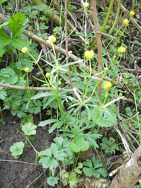 Ranunculus opimus / Portly Goldilocks, D Günzburg 8.5.2010