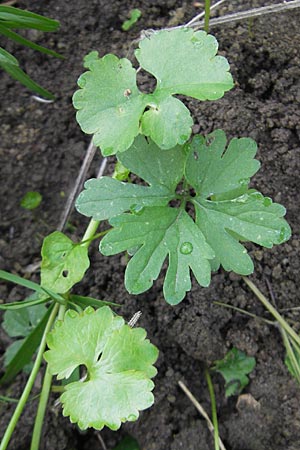 Ranunculus opimus / Portly Goldilocks, D Günzburg 8.5.2010