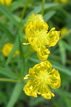 Ranunculus opimus / Portly Goldilocks, D Günzburg 8.5.2010