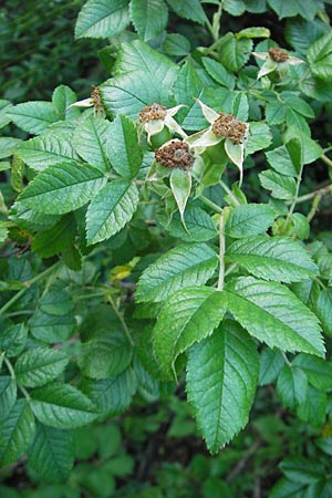 Rosa corymbifera \ Hecken-Rose, D Heppenheim 10.6.2010