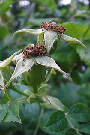 Rosa corymbifera \ Hecken-Rose, D Heppenheim 10.6.2010