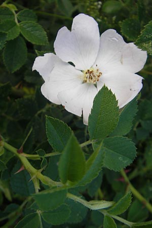 Rosa corymbifera \ Hecken-Rose, D Heppenheim 10.6.2010