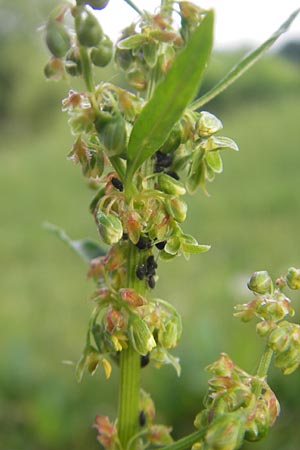 Rumex obtusifolius s.l. \ Stumpfblttriger Ampfer / Broad-Leaved Dock, D Hemsbach 11.5.2011