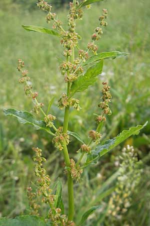 Rumex obtusifolius s.l. \ Stumpfblttriger Ampfer, D Hemsbach 11.5.2011