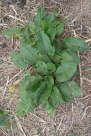 Rumex obtusifolius s.l. \ Stumpfblttriger Ampfer / Broad-Leaved Dock, D Hemsbach 11.5.2011