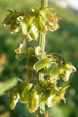 Rumex obtusifolius subsp. transiens, Mittlerer Stumpfblatt-Ampfer