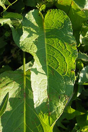 Rumex obtusifolius subsp. transiens \ Mittlerer Stumpfblatt-Ampfer / Intermediate Broad-Leaved Dock, D Östringen 1.9.2011