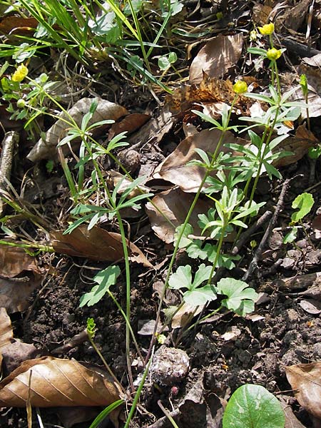 Ranunculus suborbicularis \ Scheibenblttriger Gold-Hahnenfu / Disk-Leaved Goldilocks, D Thüringen Weimar, Webicht 6.5.2013