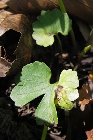 Ranunculus suborbicularis / Disk-Leaved Goldilocks, D Thüringen Weimar, Webicht 6.5.2013