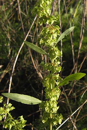 Rumex obtusifolius subsp. silvestris \ stlicher Stumpfblatt-Ampfer / Eastern Broad-Leaved Dock, D Worms 4.9.2013