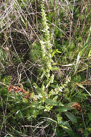 Rumex obtusifolius subsp. silvestris \ stlicher Stumpfblatt-Ampfer / Eastern Broad-Leaved Dock, D Worms 4.9.2013