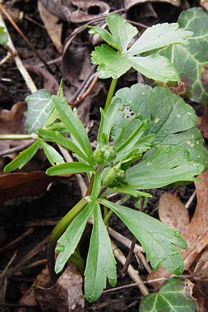 Ranunculus pseudopimus \ Unechter Stattlicher Gold-Hahnenfu, D Thüringen, Weimar 28.3.2014