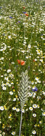 Hordeum distichon \ Zweizeilige Gerste, D Abensberg 13.6.2014