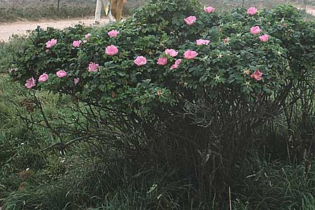 Rosa rugosa \ Kartoffel-Rose / Japanese Rose, D Helgoland 18.8.1980