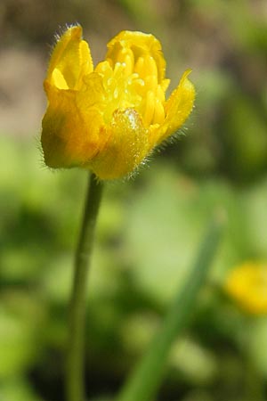 Ranunculus hirsutulus \ Flaum-Gold-Hahnenfu, D Bruchsal 9.4.2011