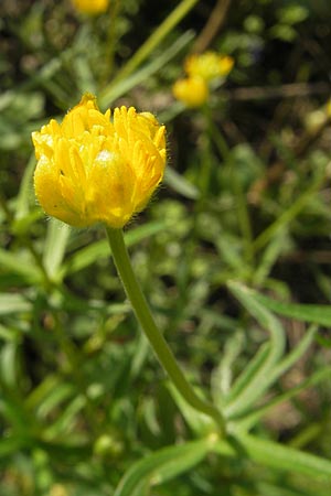 Ranunculus hirsutulus \ Flaum-Gold-Hahnenfu / Fluffy Goldilocks, D Bruchsal 9.4.2011