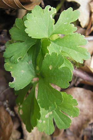 Ranunculus pseudovertumnalis \ Falscher Wechselhafter Gold-Hahnenfu, D Kirchberg an der Jagst 16.4.2011