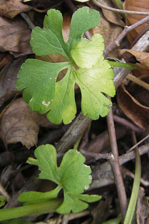 Ranunculus pseudovertumnalis \ Falscher Wechselhafter Gold-Hahnenfu, D Kirchberg an der Jagst 16.4.2011