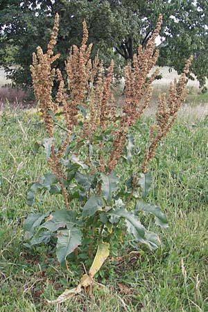 Rumex patientia \ Garten-Ampfer / Garden Dock, D Mannheim 4.6.2011