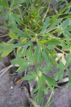 Ranunculus polyanthemos / Multiflowered Buttercup, D Altrip 1.5.2012