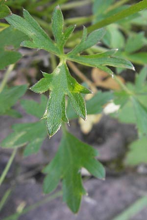 Ranunculus polyanthemos / Multiflowered Buttercup, D Altrip 1.5.2012