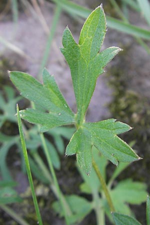 Ranunculus polyanthemos / Multiflowered Buttercup, D Altrip 1.5.2012