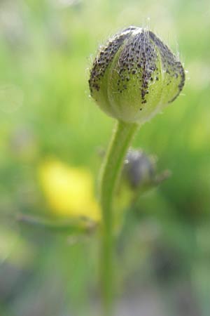 Ranunculus polyanthemos \ Vielbltiger Hahnenfu / Multiflowered Buttercup, D Altrip 1.5.2012