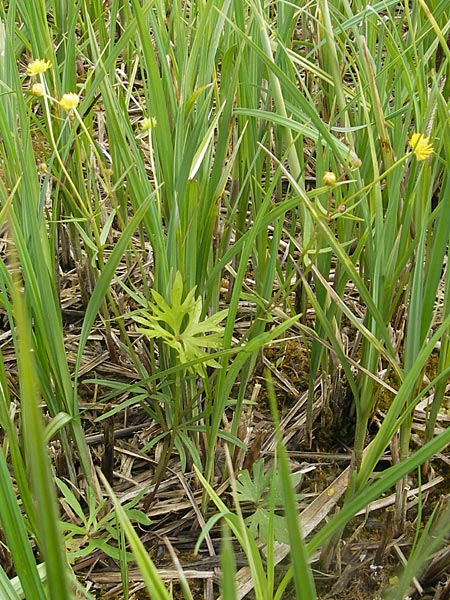 Ranunculus phragmiteti \ Rhricht-Gold-Hahnenfu, D Andechs 5.5.2012