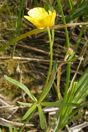 Ranunculus phragmiteti \ Rhricht-Gold-Hahnenfu / Cane-Brake Goldilocks, D Andechs 5.5.2012