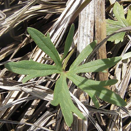 Ranunculus phragmiteti / Cane-Brake Goldilocks, D Andechs 5.5.2012