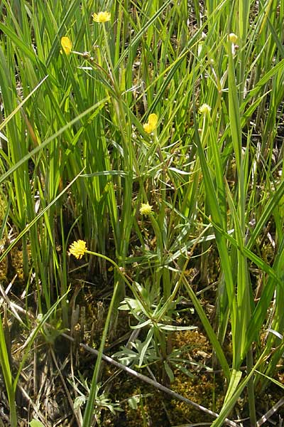 Ranunculus phragmiteti \ Rhricht-Gold-Hahnenfu, D Andechs 5.5.2012