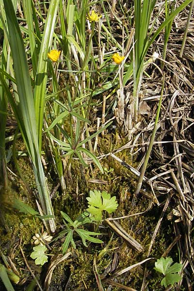 Ranunculus phragmiteti / Cane-Brake Goldilocks, D Andechs 5.5.2012