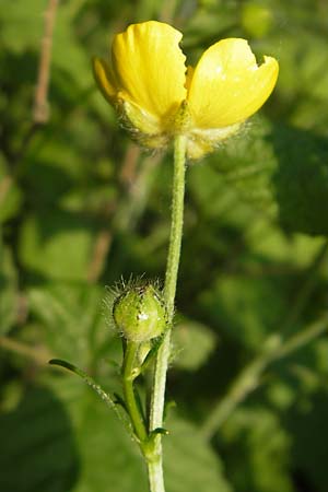 Ranunculus polyanthemophyllus \ Schlitzblttriger Hain-Hahnenfu, Polyanthemosblttriger Hahnenfu / Cutleaf Buttercup, D Ketsch 22.5.2012