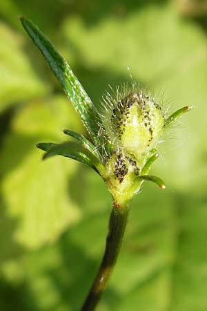 Ranunculus polyanthemophyllus / Cutleaf Buttercup, D Ketsch 22.5.2012