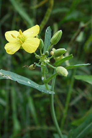 Brassica napus \ Raps / Oilseed Rape, Rapeseed, D Mainz 30.6.2012