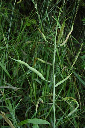 Brassica napus \ Raps / Oilseed Rape, Rapeseed, D Mainz 30.6.2012