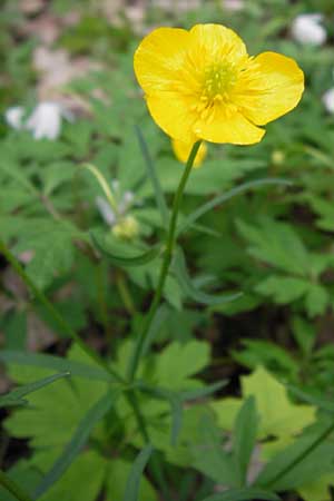 Ranunculus palmularis \ Handartiger Gold-Hahnenfu / Palmleaf Goldilocks, D Thüringen, Nohra 6.5.2013