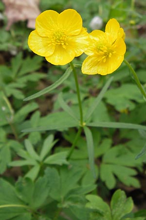 Ranunculus palmularis / Palmleaf Goldilocks, D Thüringen, Nohra 6.5.2013