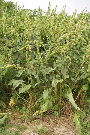 Rumex patientia / Garden Dock, D Mannheim 20.6.2013