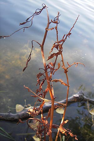 Rumex palustris \ Sumpf-Ampfer / Marsh Dock, D Bobenheim-Roxheim 4.9.2013