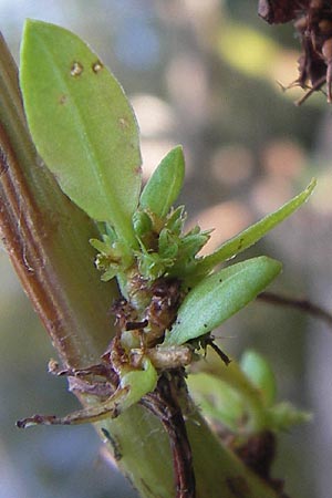 Rumex palustris \ Sumpf-Ampfer / Marsh Dock, D Bobenheim-Roxheim 4.9.2013