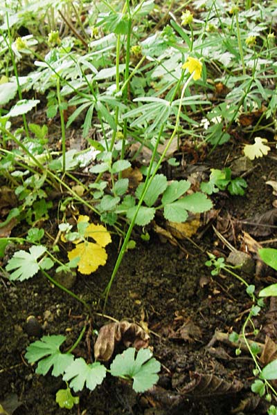 Ranunculus puberulus \ Flaum-Gold-Hahnenfu / Pubescent GoldilocksButtercup, D Hilzingen (Hegau) 3.5.2014