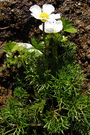 Ranunculus aquatilis \ Gewhnlicher Wasser-Hahnenfu, D Schwarzenborn 31.5.2014