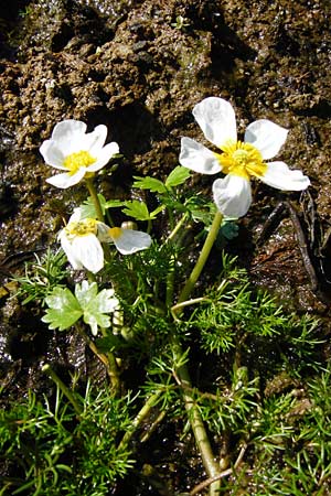 Ranunculus aquatilis \ Gewhnlicher Wasser-Hahnenfu, D Schwarzenborn 31.5.2014