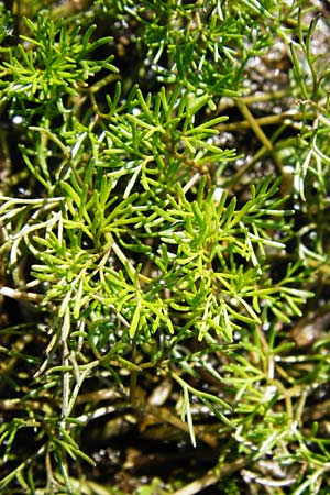 Ranunculus aquatilis \ Gewhnlicher Wasser-Hahnenfu, D Schwarzenborn 31.5.2014