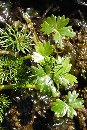 Ranunculus aquatilis ? \ Gewöhnlicher Wasser-Hahnenfuß / Common Water Crowfoot, White Water Crowfoot, D Schwarzenborn 31.5.2014
